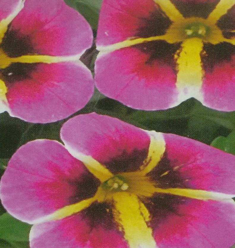 Calibrachoa rose &agrave; &eacute;toile jaune et coeur foncė