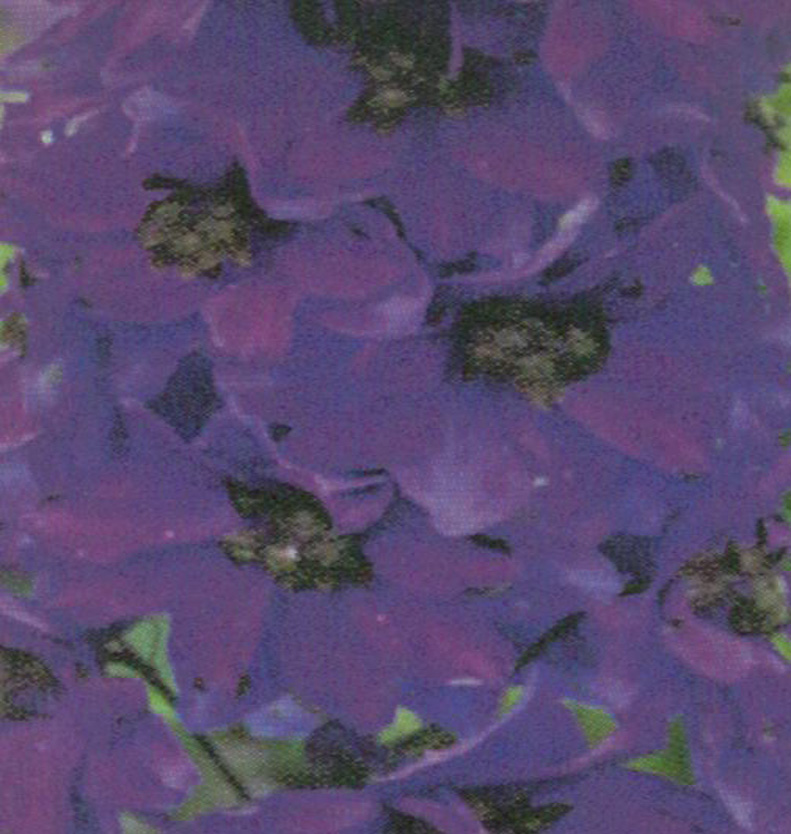 Delphinium magic fountains bleu foncé à oeil noir 1L.