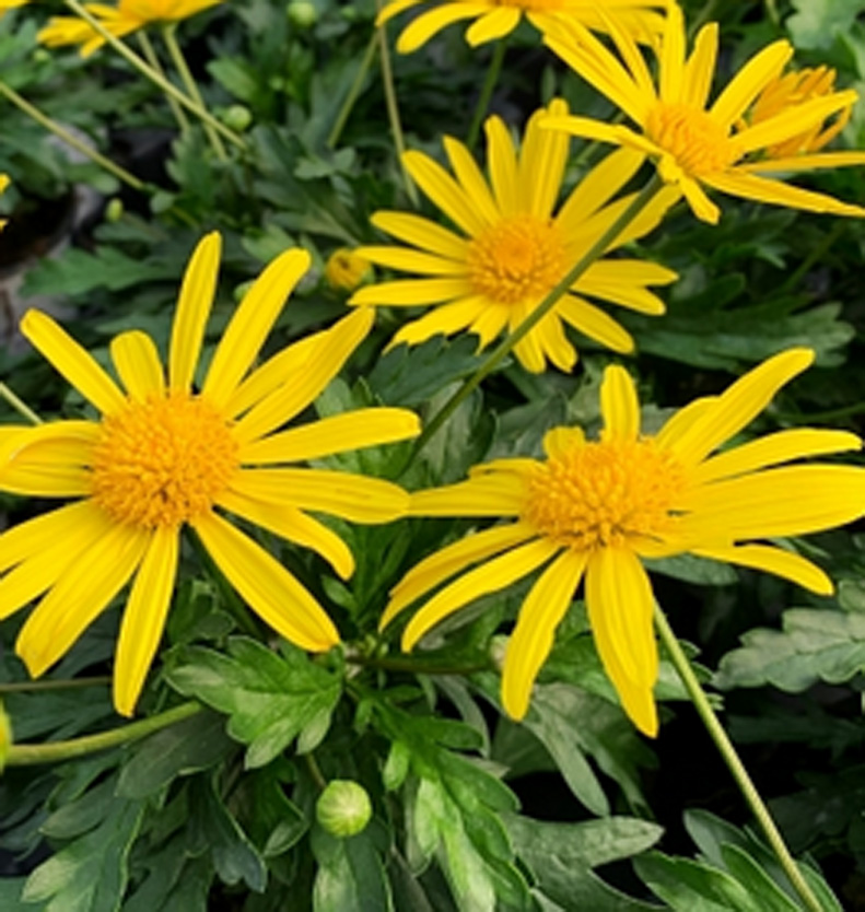 Euryops chrysanthemoides sunshine - Pot de 1 litre