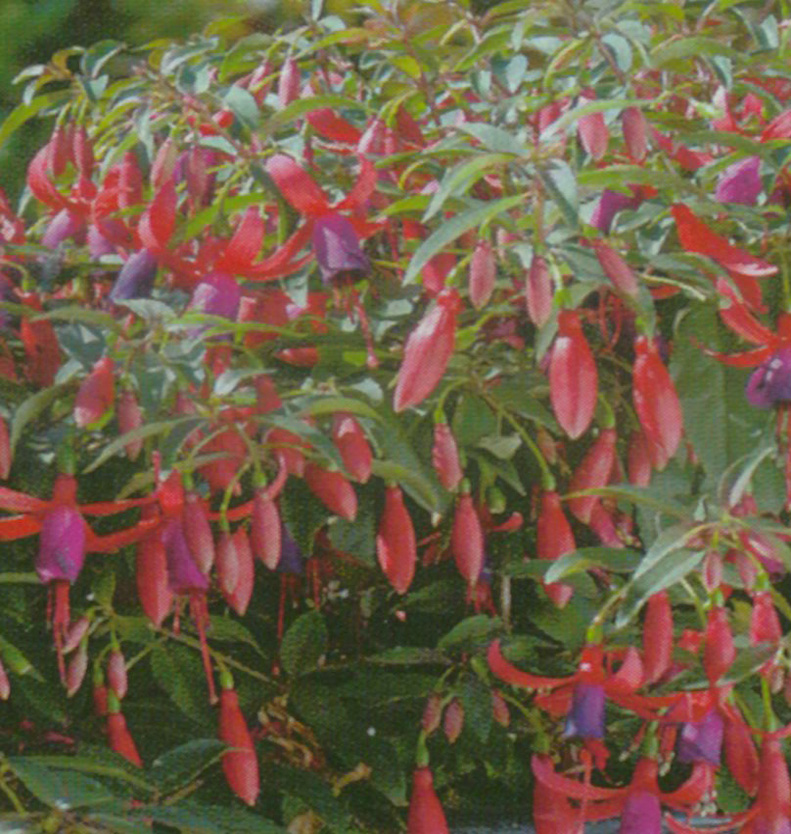Fuchsia sundancer bicolore rouge et violet - Pot de 17 cm (2 litres)