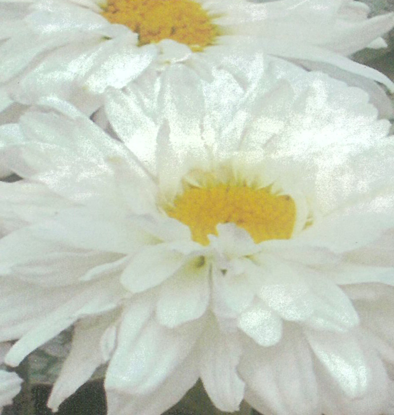 Leucanthemum &agrave; fleurs doubles 1L.