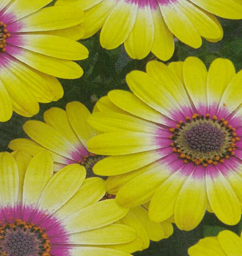 Ost&eacute;ospermum Flowerpower&amp;#x000000ae; bicolore pourpre et jaune