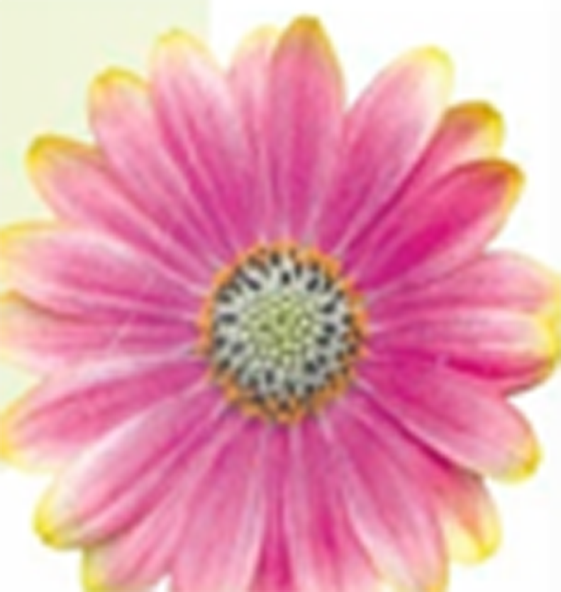 Ost&eacute;ospermum Flowerpower&amp;#x000000ae; bicolore rose et jaune - Pot de 0,5 litre