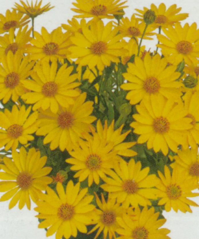 Ost&eacute;ospermum Summersmile jaune - Pot de 10,5 cm (0,5 litre)