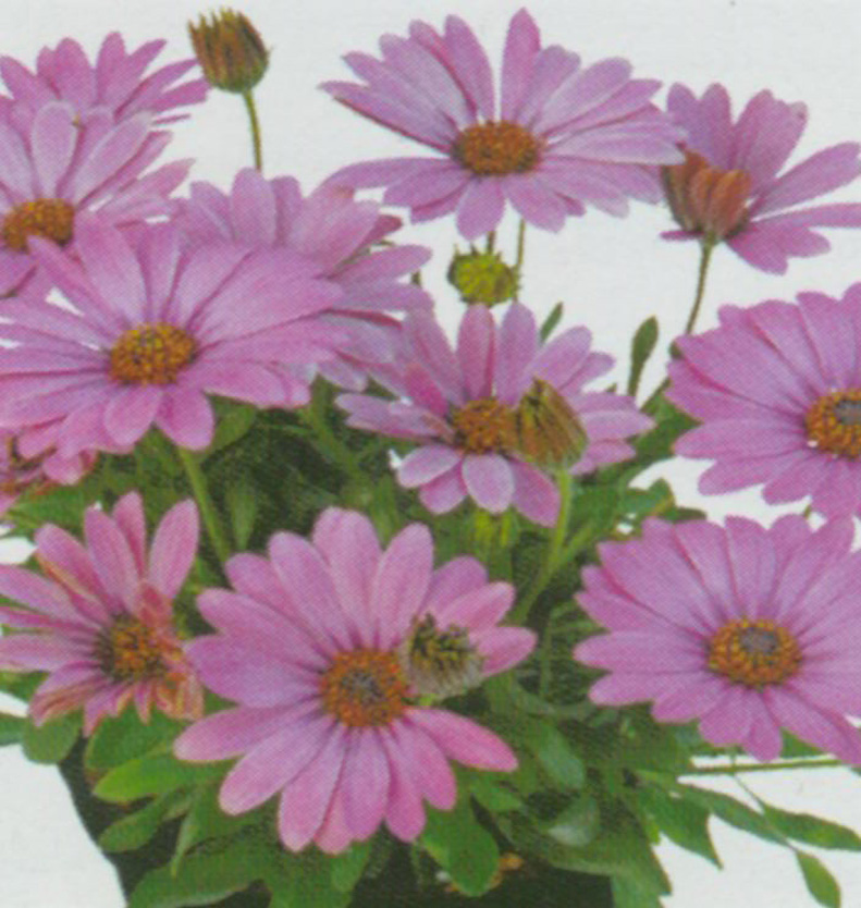 Ostéospermum Summersmile rose violet - Pot de 10,5 cm (0,5 litre)