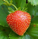 Plant de fraisier Charlotte - vendu &agrave; l&#039;unit&eacute; en godet vert de 8 cm