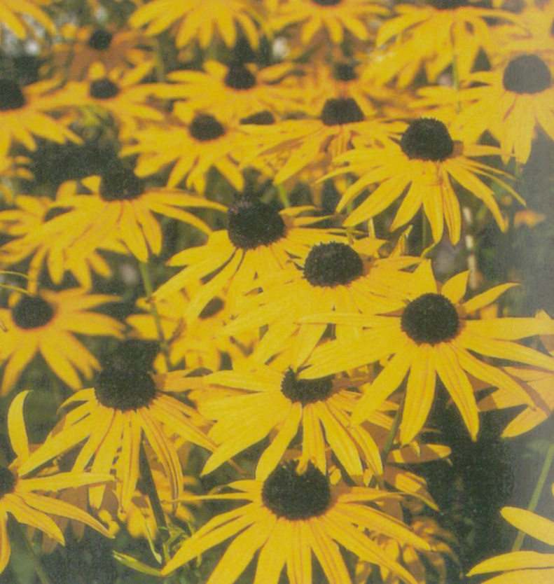 Rudbeckia fulgida Goldblitz jaune or - Pot de 17 cm (2 litres)