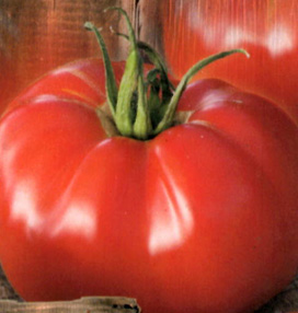 Tomate MAESTRIA F1 - vendue à l'unité en godet bleu de 8 cm (0,3 litre)