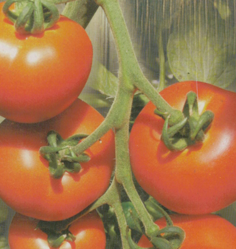 Tomate PREVIA F1 - vendue &agrave; l&#039;unit&eacute; en godet violet de 8 cm
