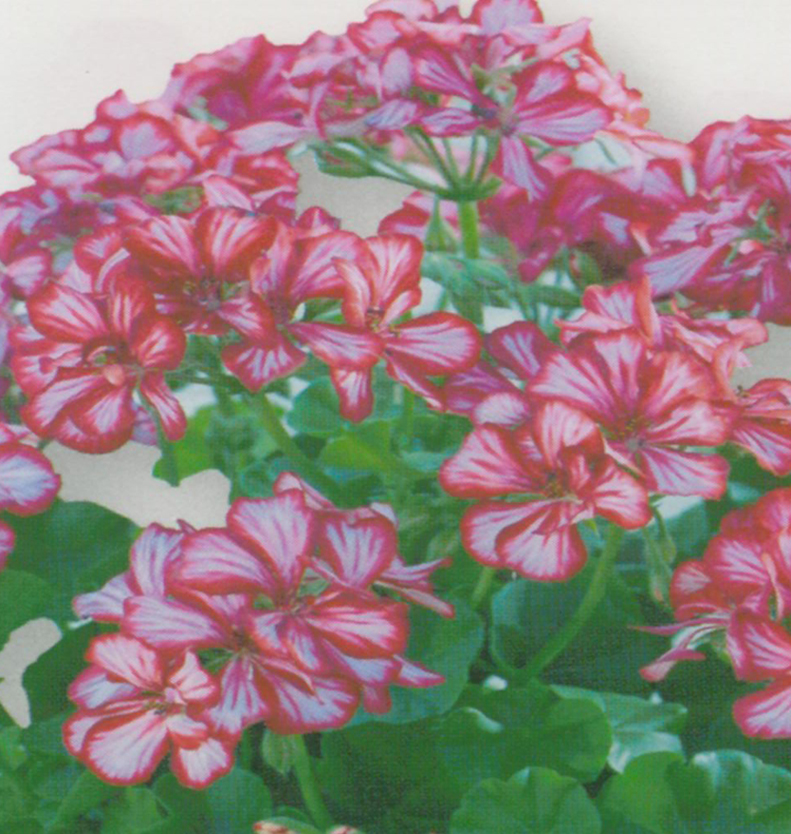 Géranium lierre double rouge panaché blanc - Godet de 8 cm (0,3 litre)