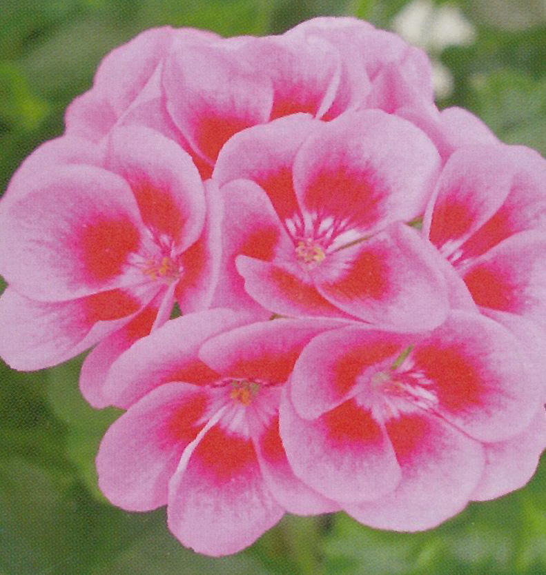 G&eacute;ranium lierre intersp&eacute;cifique rose &agrave; oeil fonc&eacute;
