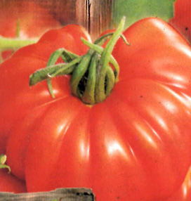 Tomate MARMANDE - vendue &agrave; l&#039;unit&eacute; en godet violet de 8 cm