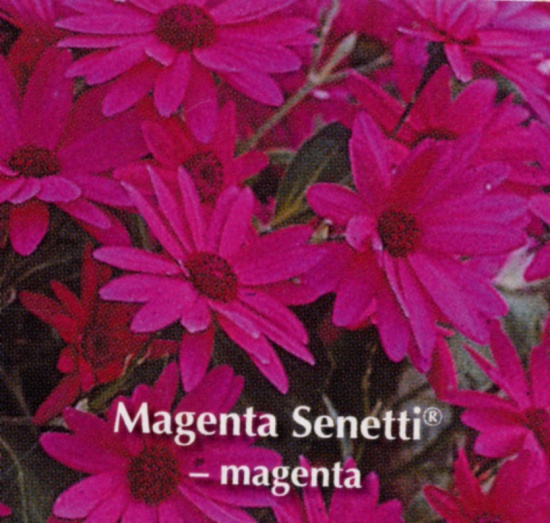 Senetti &#x000000ae; pericallis rouge magenta - Pot de 10,5 cm (0,5 litre)