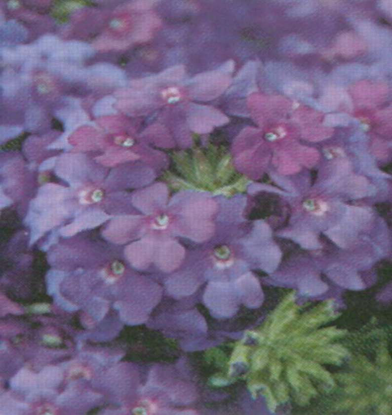 Verveine vepita bleu violet fonc&eacute;