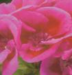 Géranium zonale calliope &#x000000ae; rose foncé à oeil foncé + - Pot de 12 cm (0,8 litre)