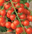 Tomate cerise RUBYLICIOUS F1 - vendue à l'unité en godet rouge de 8 cm