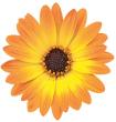 Ostéospermum Flowerpower&#x000000ae; bicolore orange et jaune - Pot de 10,5 cm (0,5 litre)