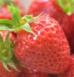 Plant de fraisier Cirafine - vendu à l'unité en godet noir de 8 cm