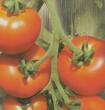 Tomate PREVIA F1 - vendue à l'unité en godet noir de 8 cm