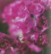 Arméria maritima Abbey rose foncé - Pot de 13 cm (1 litre)