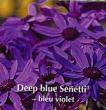 Senetti &#x000000ae; pericallis bleu foncé - Pot de 10,5 cm (0,5 litre)