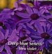 Senetti &#x000000ae; pericallis bleu foncé - Pot de 10,5 cm (0,5 litre)