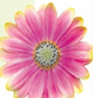 Ostéospermum Flowerpower&#x000000ae; bicolore rose et jaune - Pot de 0,5 litre