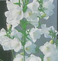 Campanule persicifolia blanche 1L.