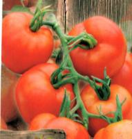 Tomate MONTFAVET 63-5 F1 - vendue &agrave; l&#039;unit&eacute; en godet terre cuite de 8 cm (0,3 litre)