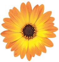 Ost&eacute;ospermum Flowerpower&amp;#x000000ae; bicolore orange et jaune - Pot de 10,5 cm (0,5 litre)