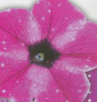 P&eacute;tunia famous semi-retombant rose mouchet&eacute; &agrave; coeur blanc circus sky &amp;#x000000ae;