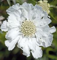 Scabieuse caucasia Fama white blanche - Pot de 13 cm (1 litre)