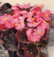 B&eacute;gonia rose &agrave; feuillage bronze
