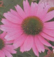 Echinacea sensation pink - Pot de 13 cm (1 litre)