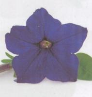 P&eacute;tunia famous semi-retombant bleu fonc&eacute;
