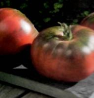 Tomate NOIRE DE CRIMEE - vendue &agrave; l&#039;unit&eacute; en godet gris clair de 8 cm