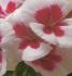 Géranium zonale Tango&#x000000ae; bicolore rose foncé à feuillage foncé - Pot de 10,5 cm (0,5 litre)