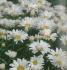 Leucanthemum Daisy may - Pot de 13 cm (1 litre)