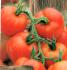 Tomate MONTFAVET 63-5 F1 - vendue à l'unité en godet terre cuite de 8 cm (0,3 litre)