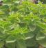 Origan vulgare feuillage vert - Pot de 10,5 cm (0,5 litre)