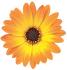 Ostéospermum Flowerpower&#x000000ae; bicolore orange et jaune - Pot de 10,5 cm (0,5 litre)