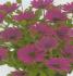 Ostéospermum Summersmile violet pourpre - Pot de 10,5 cm (0,5 litre)
