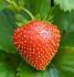 Plant de fraisier Charlotte - vendu à l'unité en godet vert de 8 cm (0,3 litre)