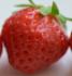 Plant de fraisier Mara des bois - vendu à l'unité en godet rouge de 8 cm (0,3 litre)