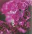 Arméria maritima Abbey rose foncé - Pot de 13 cm (1 litre)