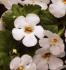 Bacopa blanc suteranova big white - Pot de 10,5 cm (0,5 litre)