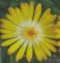 Délosperma Sel&#x000000ae; Lido Yellow with eye - Pot de 10,5 cm (0,5 litre)