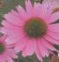Echinacea sensation pink - Pot de 13 cm (1 litre)