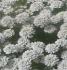 Iberis sempervirens Snow Flurries - Pot de 13 cm (1 litre)