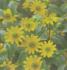 Sanvitalia picador&#x000000ae; jaune - Pot de 10,5 cm (0,5 litre)